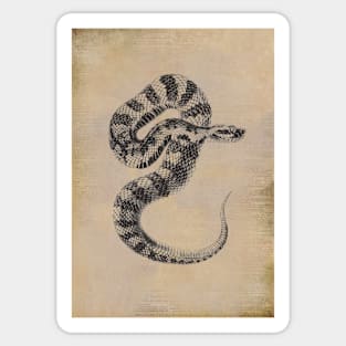 Vintage snake reptile illustration Sticker